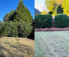 lawncaretreetrimmingpruning01