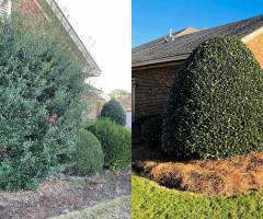 lawncaretreetrimmingpruning02
