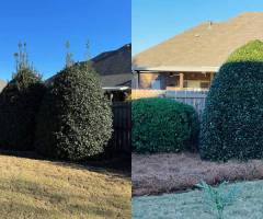 lawncaretreetrimmingpruning03