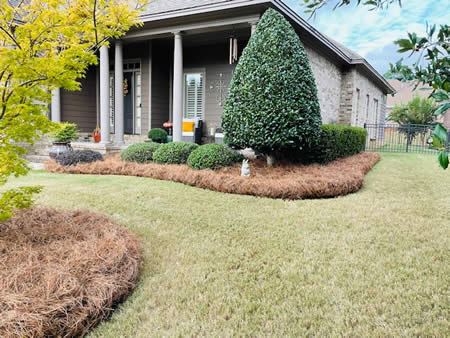 Fall Shrub Clean Ups and Straw Installation
