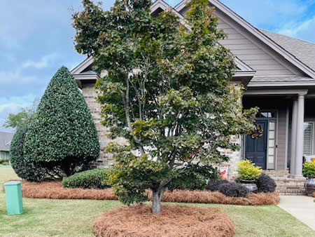 Fall Shrub Clean Ups and Straw Installation